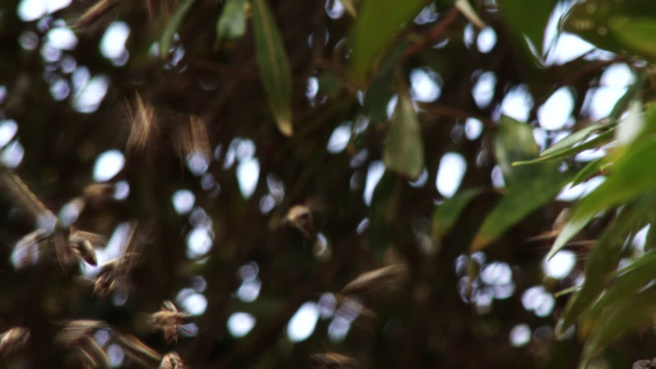 enjambre de abejas africanas protegiendo a su reina, cámara lenta y cierre
