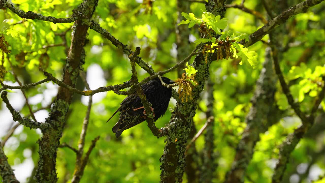 A blackbird perched on a tree branch, pecking at the bark amidst lush green leaves