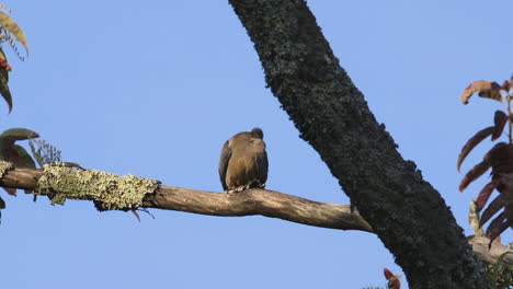 A-mourning-dove-preening-and-looking-around-on-a-large-branch