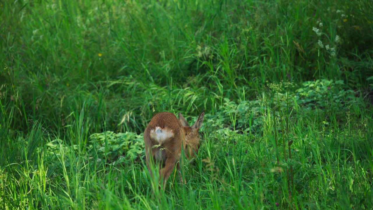 jóvenes ciervos pastando en la hierba cubierta en el desierto