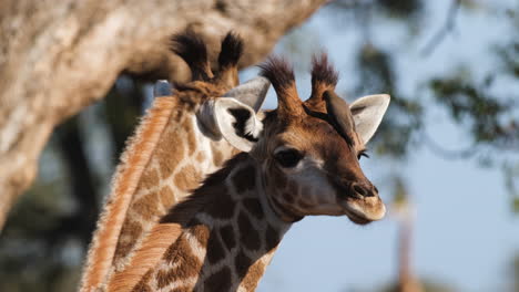 red-billed oxpecker bird eating ticks and parasites off giraffe's head