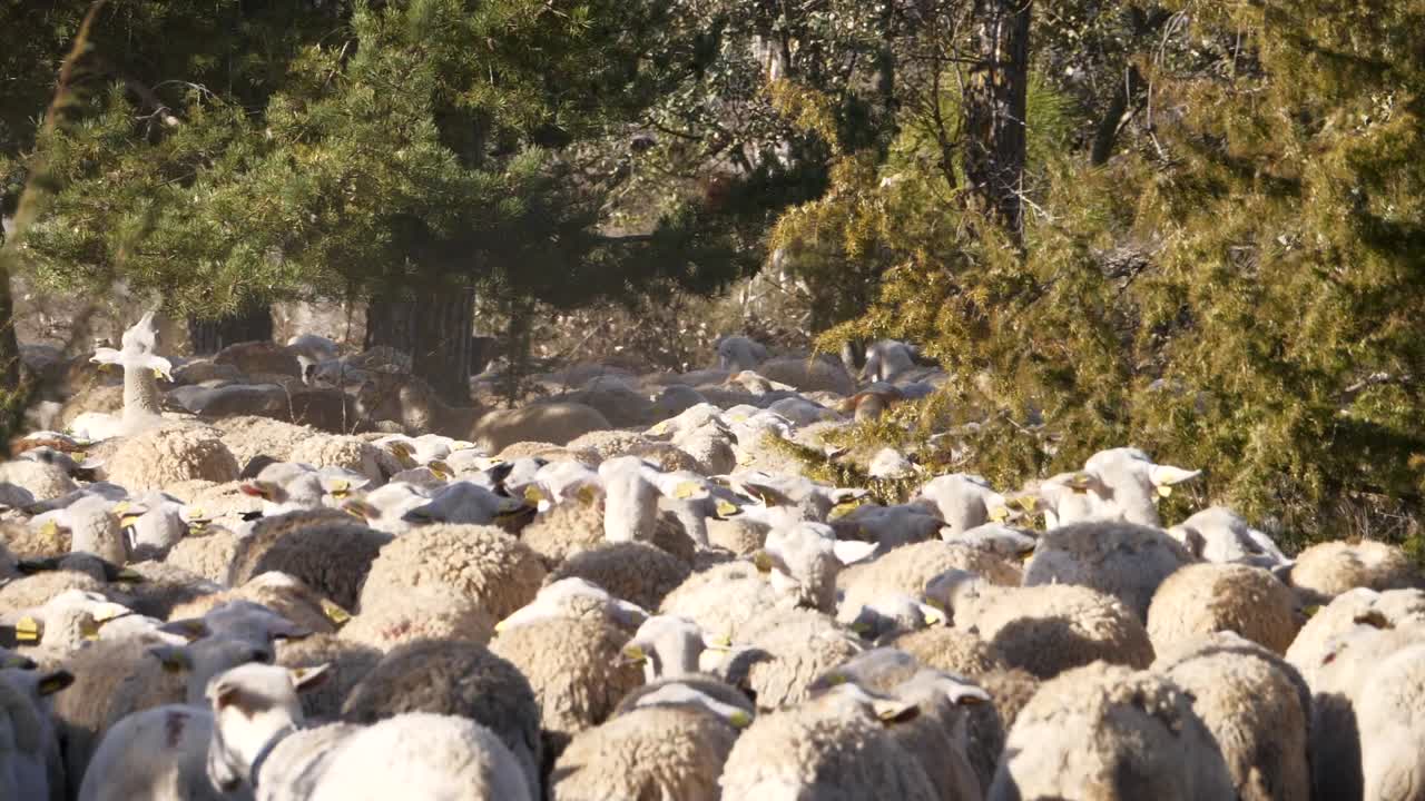 Back view over flock of sheeps walking among trees. Slow-motion