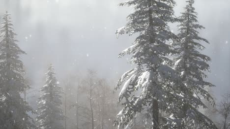 Misty-fog-in-pine-forest-on-mountain-slopes