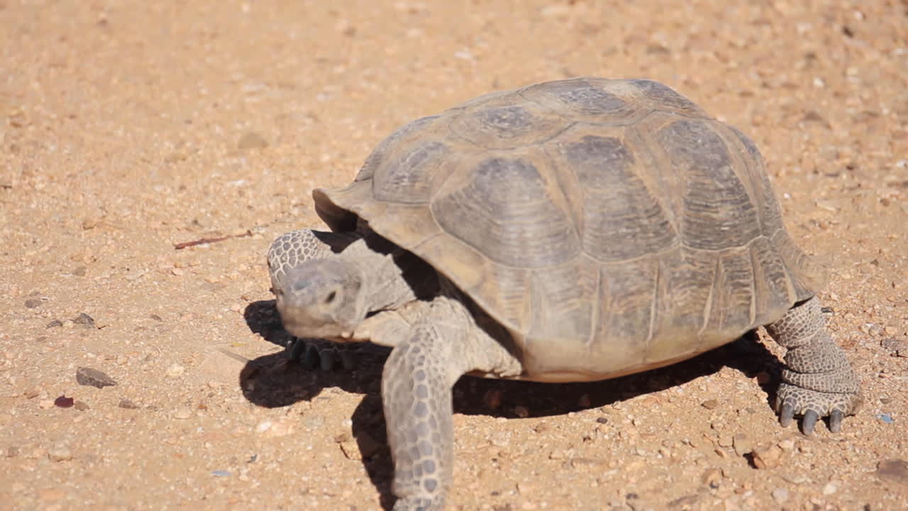 Desert Tortoise