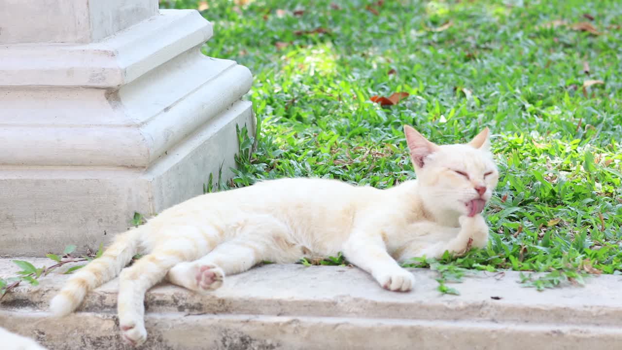 크림색 고양이가 정원에서 눈을 감고 누워 있습니다.