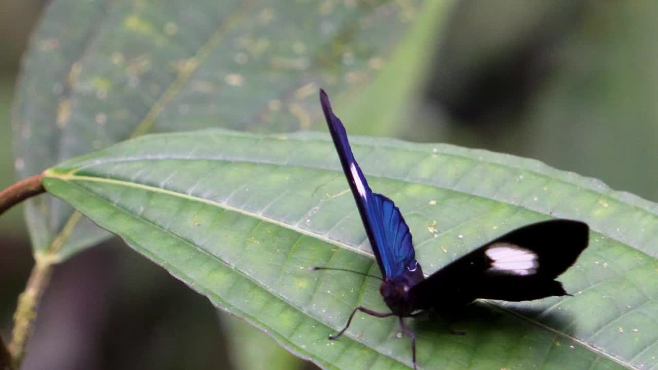 Tropical blue butterfly resting on green leaf.