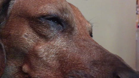 Old-Dachshund-falling-asleep,-extreme-close-up