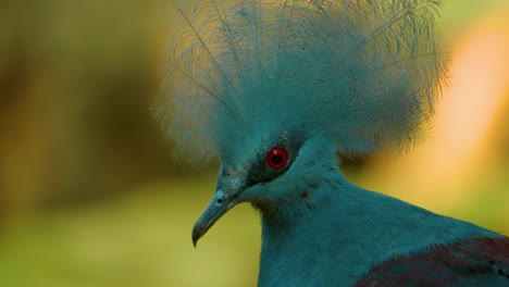hermosa paloma coronada de victoria azul sacude la cabeza y mira a su alrededor