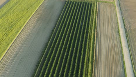 aerial: drone orbit around apple orchard  and yellow rapeseed field full of flowers. slowly revealing farmer driving tractor and cutting grass between apple trees under the net.