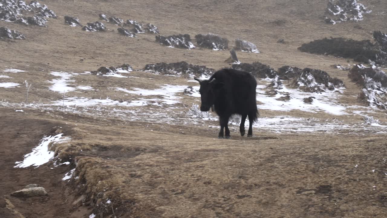 un yak o dzo caminando en los pastos de las tierras altas en las montañas del himalaya