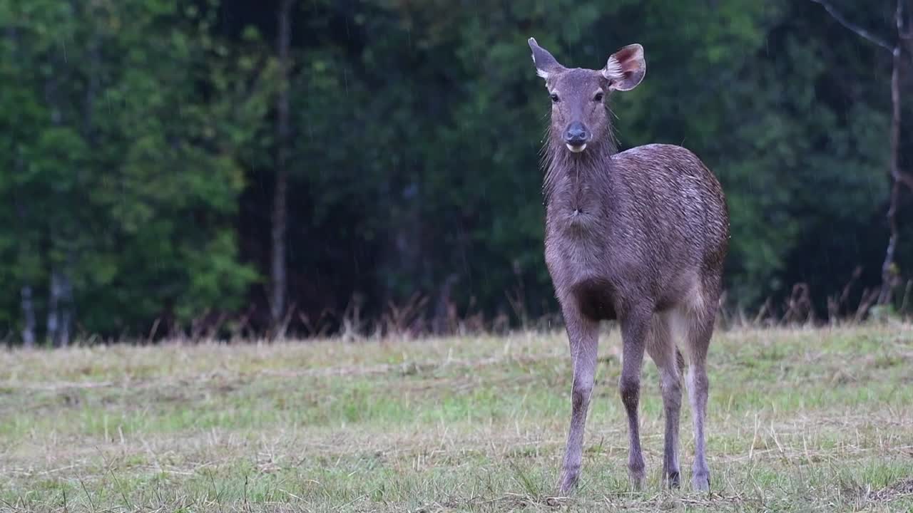 ciervo sambar mirando a la cámara de pie en el campo en un día lluvioso en el parque nacional khao yai, hin tung, tailandia