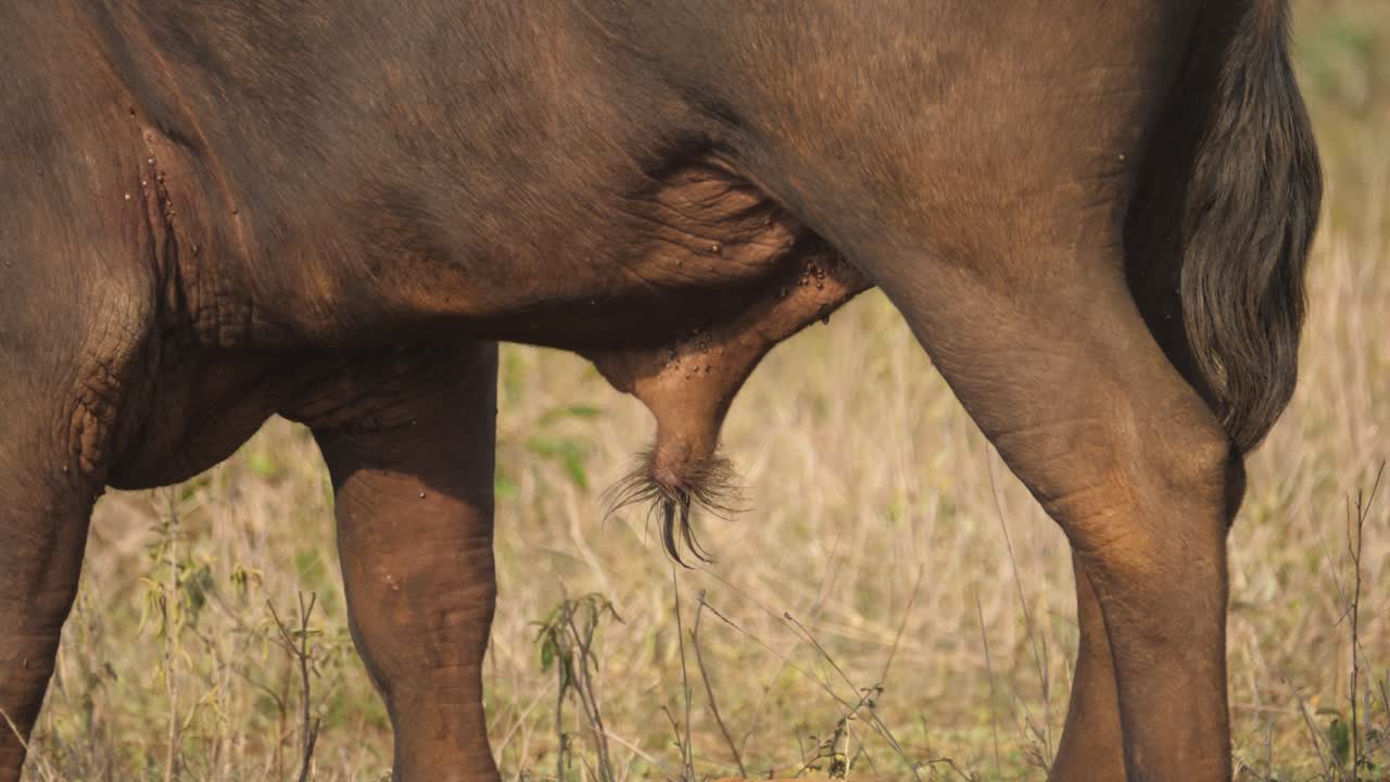 Primer plano del órgano reproductor de un búfalo africano macho mientras el toro está de pie en un campo de hierba seca.