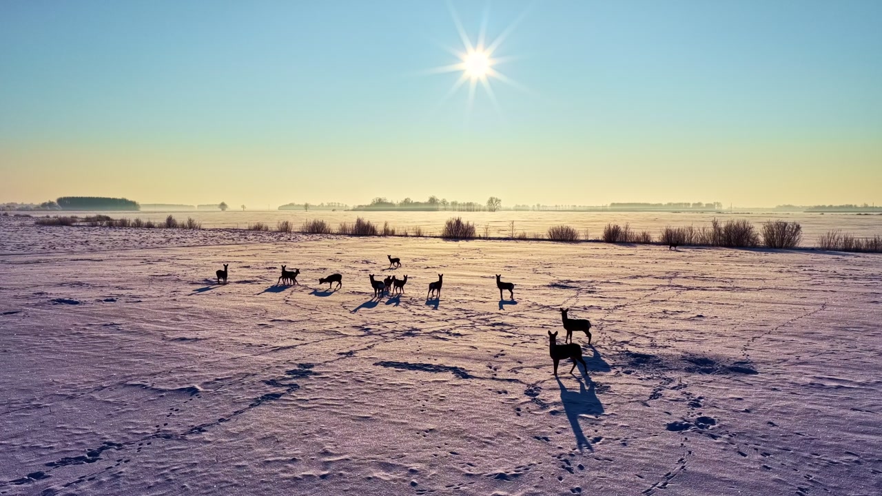 Herd Of Deer On A Snow-covered Field During Sunset