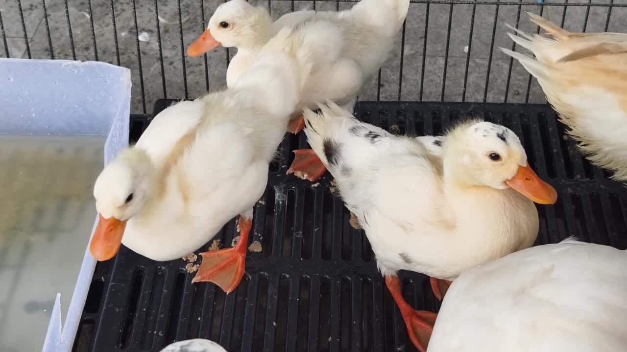 새끼 오리 들 은 동굴 에 혀 있다