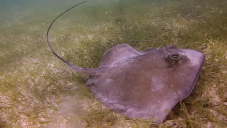mantarraya 00