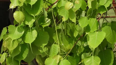 peepal tree - leafs - air flow - wind