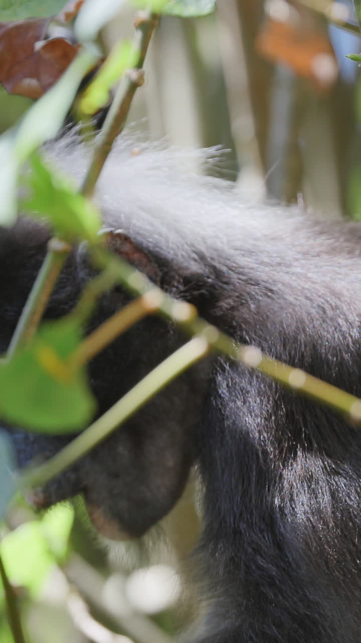 dusky leaf monkeys filmed in langkawi island, malaysia in vertical