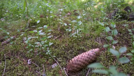 Pine-cone-falling-and-landing,-slow-motion