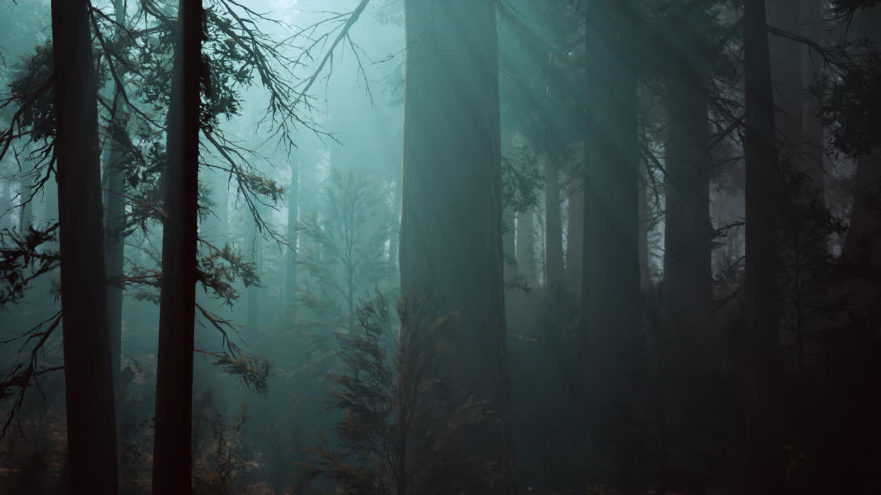 Sunbeams Shining Through a Dense Foggy Forest