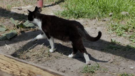 bicolor cat walking in the backyard on a sunny day