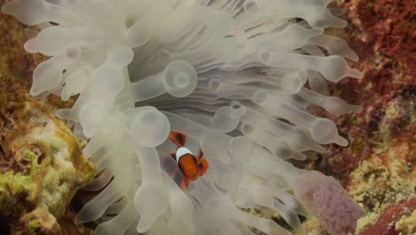 clown fish swimming inside white sea anemone on coral reef, close up shot