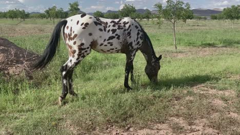 Spotted-horse-grazing-in-an-American-desert