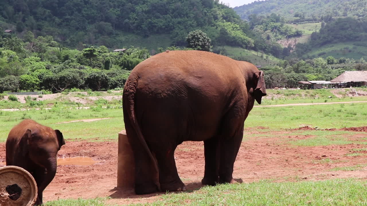 elefante adulto arrojándose tierra sobre sí mismo en cámara lenta