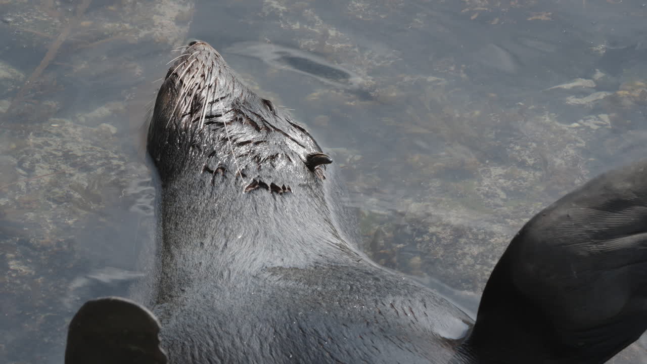Fur Seal In Shallow Water In Kaikōura, New Zealand - Close Up