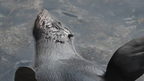 foca de pelaje en aguas poco profundas en kaikōura, nueva zelanda - de cerca