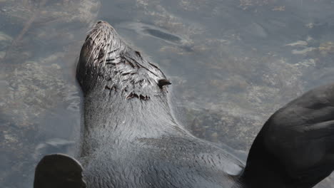 fur seal in shallow water in kaikōura, new zealand - close up