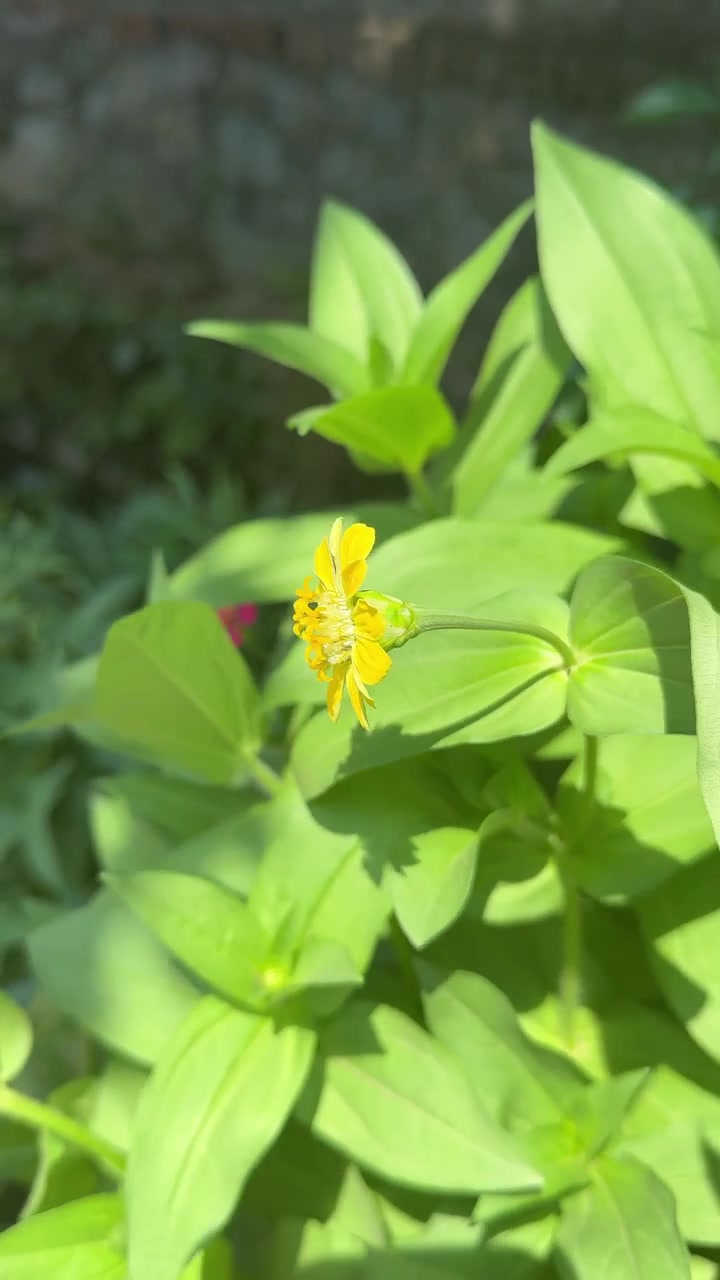 Single Yellow Zinnia Flower Blooming in a Garden