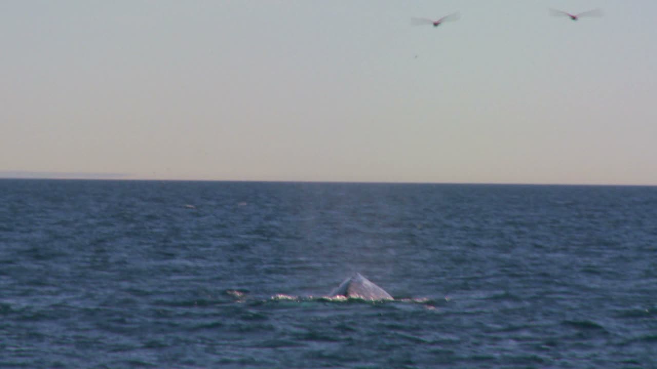 산타바바라 캘리포니아 2의 해안에서 꼬리를 내밀고 다이빙하고 물보라를 일으키는 고래