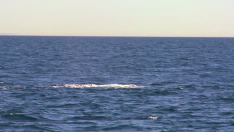 Una-Ballena-Se-Zambulle-Y-Salpica-Con-Su-Cola-En-La-Costa-De-Santa-Bárbara,-California-2