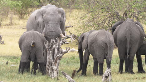 wide shot of a herd of elephants while a calf relieves himself of excrement