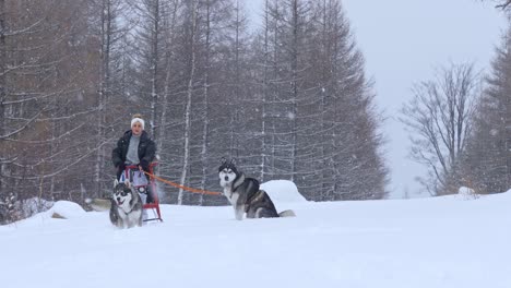 Frau-Auf-Schlitten,-Gezogen-Von-Husky-Hunden-An-Schönen-Wintertagen-Mit-Schneefall