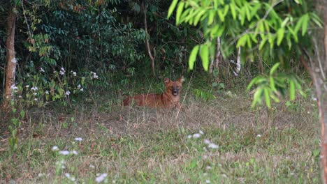perro salvaje asiático cuon alpinus visto en el borde del bosque antes del anochecer, ya que también mira directamente hacia la cámara mientras jadea y bosteza, parque nacional khao yai, tailandia
