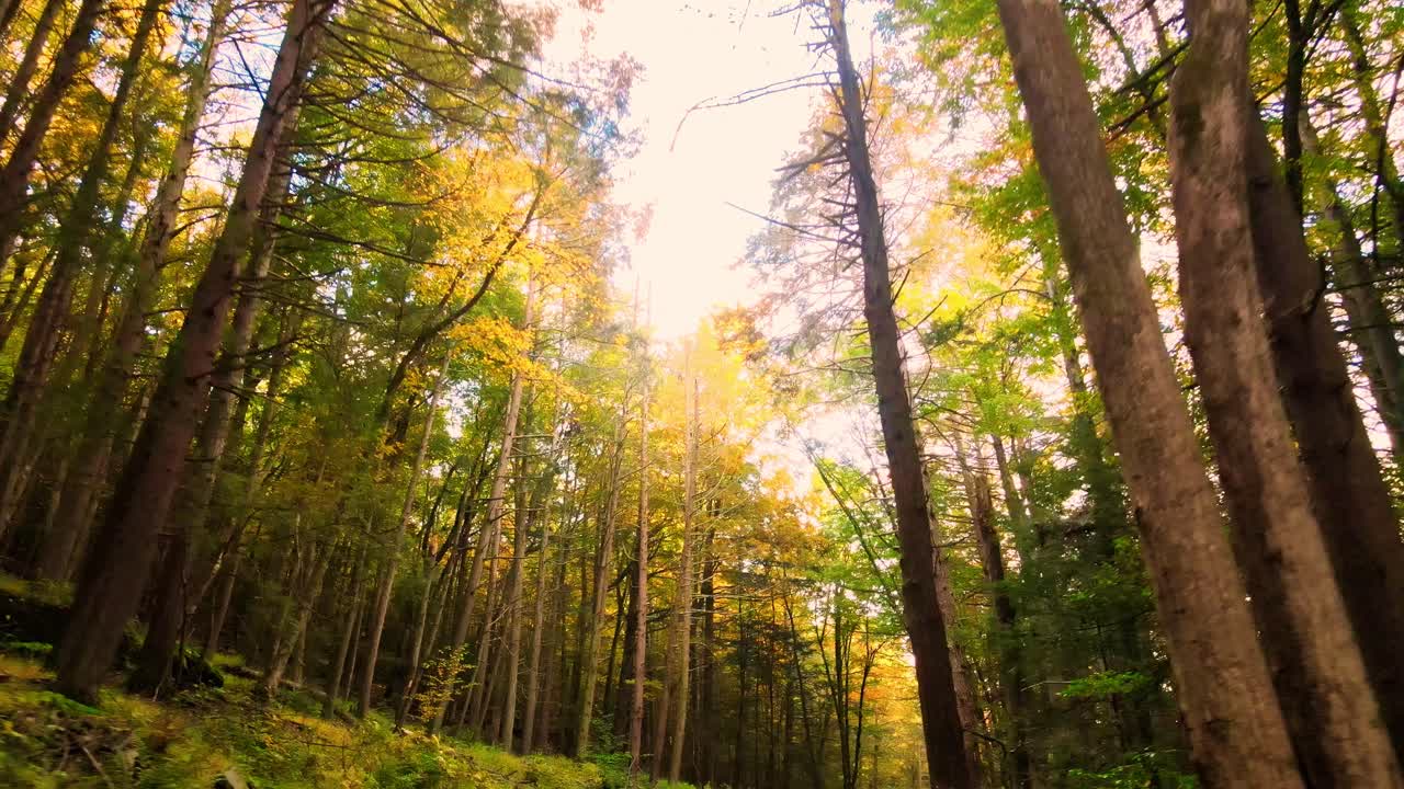 hermoso video de bosque otoñal suave en las montañas apalaches con árboles altos y luz dorada en un hermoso día