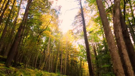 Wunderschönes,-Glattes-Herbstwaldvideo-In-Den-Appalachen-Mit-Hohen-Bäumen-Und-Goldenem-Licht-An-Einem-Schönen-Tag