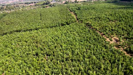 drone view- africa forest- africa bush fire