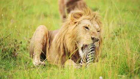 slow motion shot of close up shot of lion eating a zebra leg, detail of wide open mouth african wildlife in maasai mara national reserve, kenya, africa safari animals in masai mara north conservancy