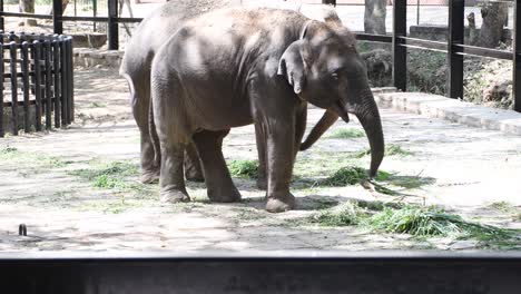 Elefantes-Indios-Comiendo-Hierba-En-El-Parque-Zoológico-Nacional-De-Bannerghatta
