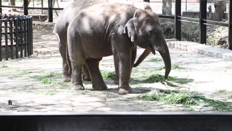 indian elephants eating grass in bannerghatta national zoological park