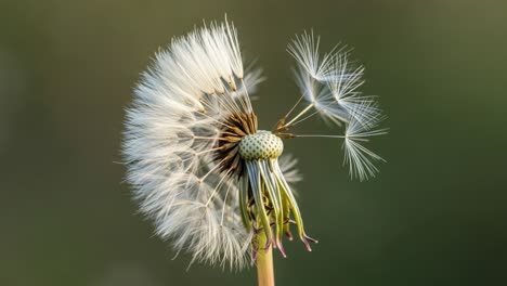 captivating close-up of a dandelion seed head in transition, showcasing nature's intricate beauty and the dance of delicate seeds in the breeze