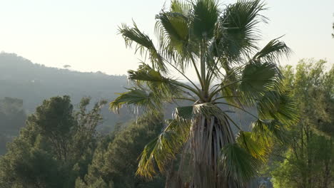 palm tree blowing in the wind