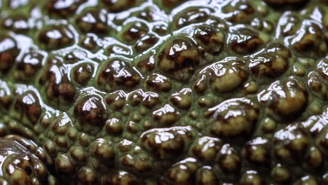 Close-up of Frog Skin Texture