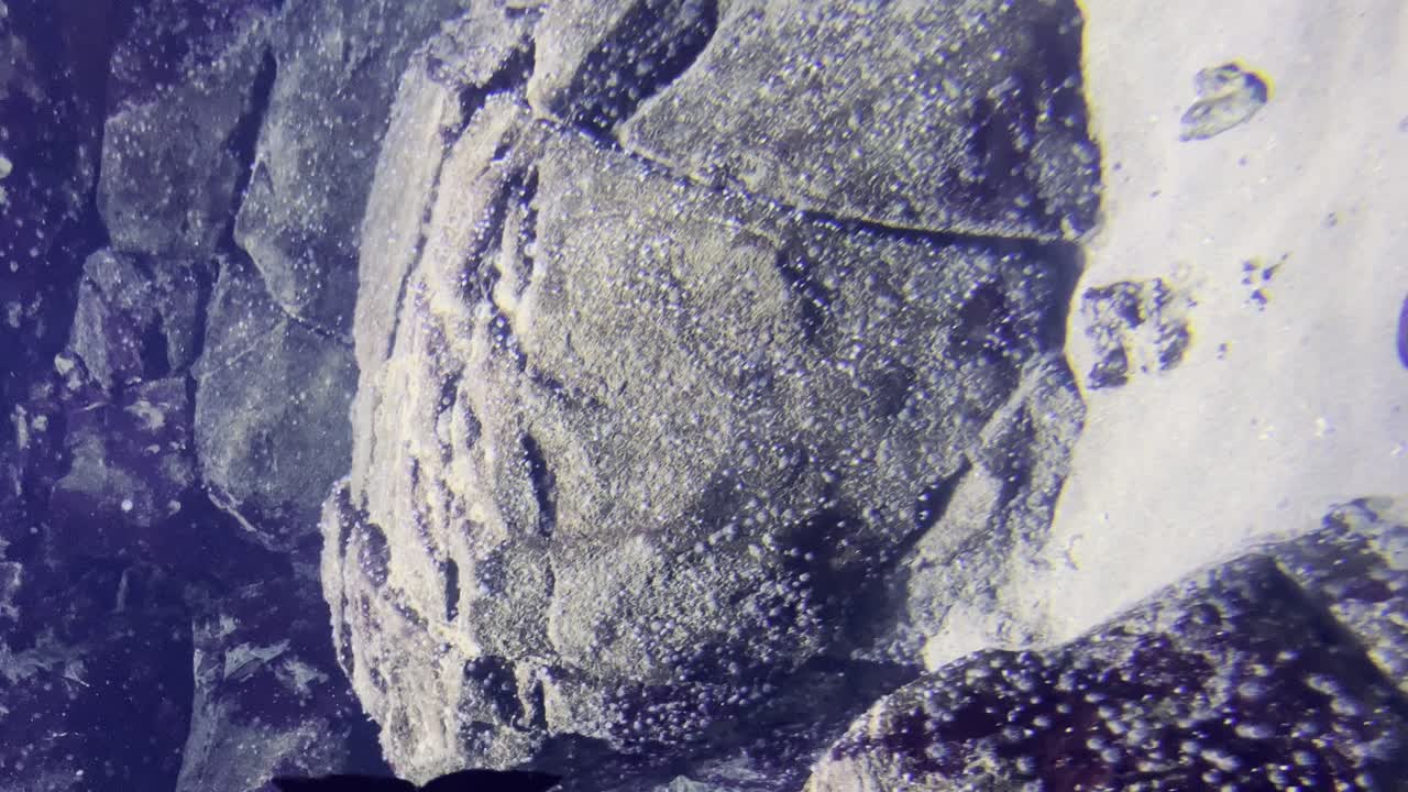 수족관에서 과거를 헤엄치는 물고기. 수직 영상