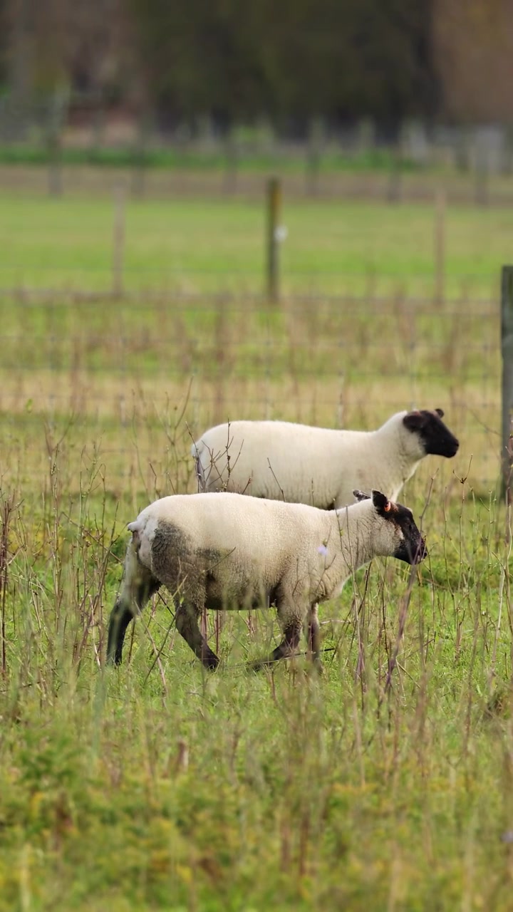 Pecore Clun Forest pascolano in un campo verde e rigoglioso sotto la luce soffusa del giorno, mettendo in mostra la tranquillità pastorale e la bellezza naturale.