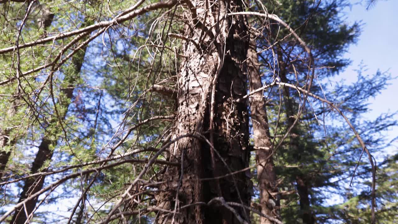 tall pine trees branches spread wide with natural sky background