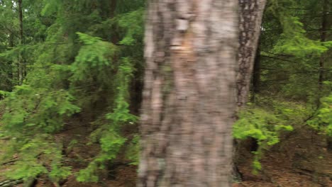 pine forest aerial slide sunny day green summer