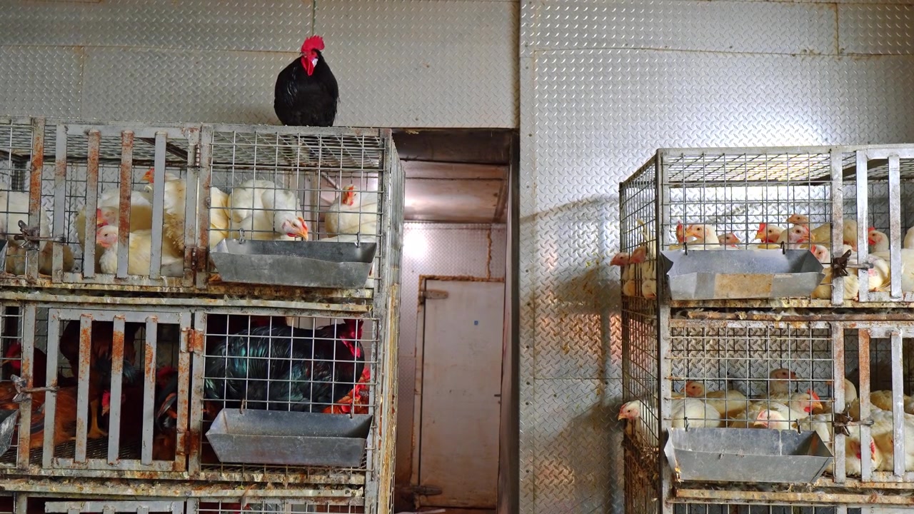 Galo preto empoleirado no topo de uma gaiola em um mercado de aves. Vista ao nível dos olhos de uma ave de plumagem escura em pé sobre cercados de arame cheios de galinhas brancas.
